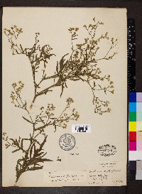 Parthenium hysterophorus image