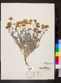 Picradeniopsis absinthifolia image