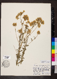 Image of Picris rhagadioloides