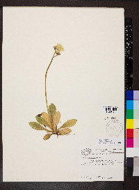 Pilosella officinarum image