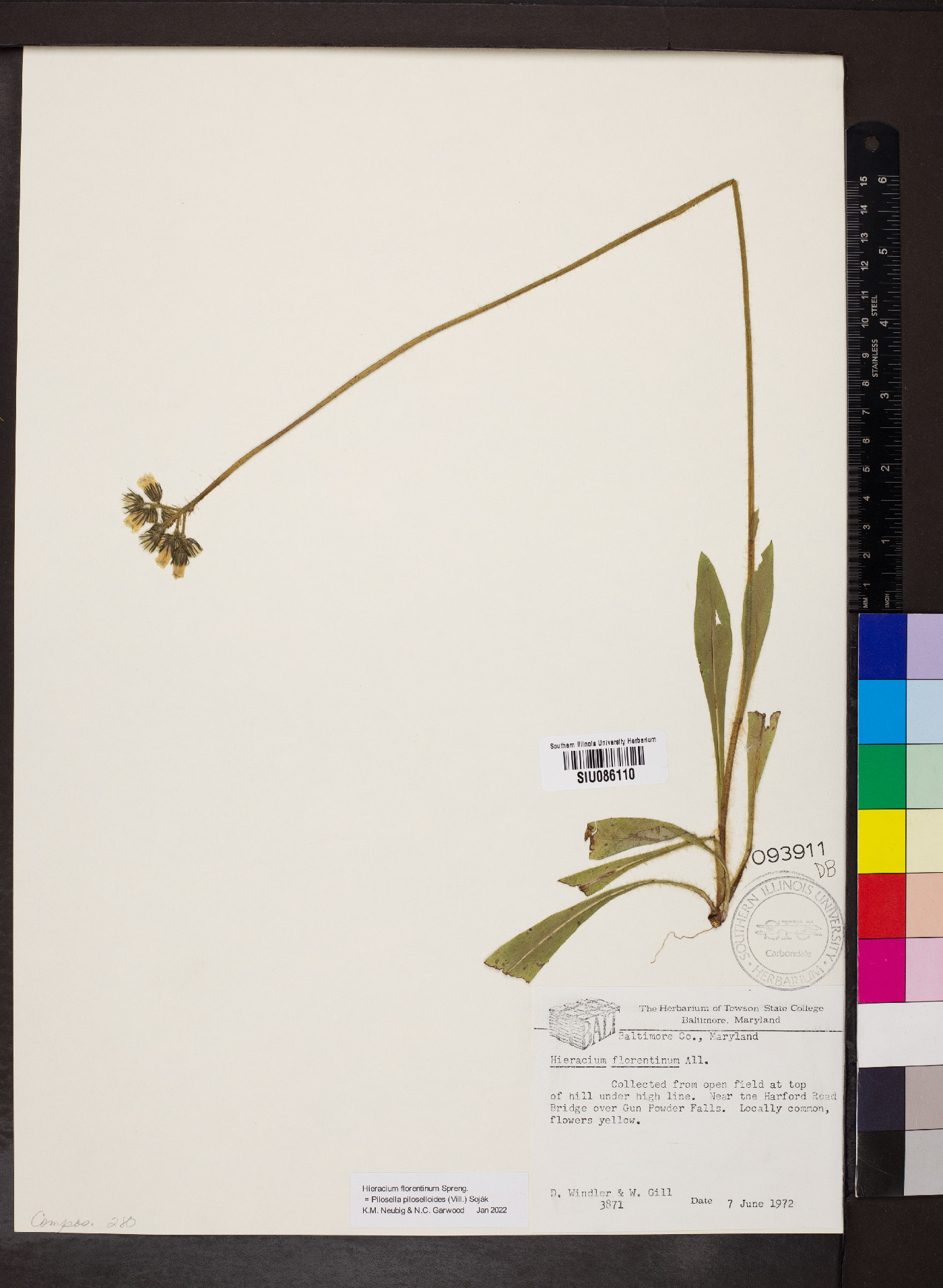 Pilosella piloselloides image