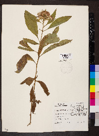 Pluchea camphorata image