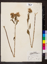 Pluchea camphorata image