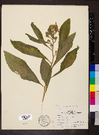 Pluchea camphorata image