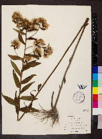 Pluchea foetida image