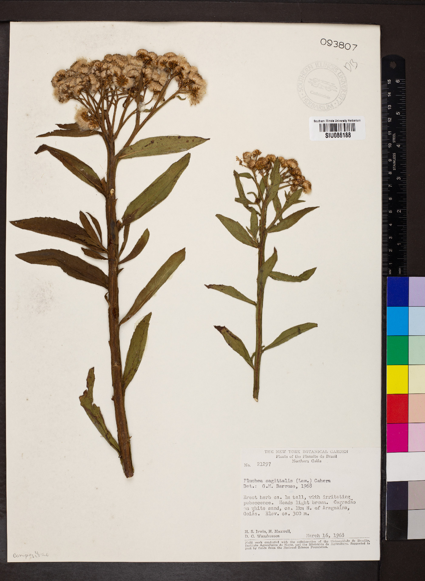 Pluchea sagittalis image