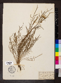 Scorzonera laciniata image