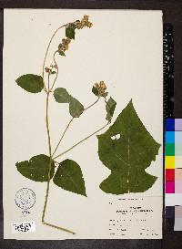 Polymnia canadensis image