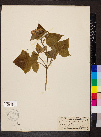 Polymnia canadensis image