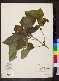 Polymnia canadensis image