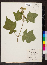 Polymnia canadensis image