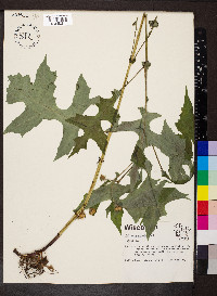 Polymnia canadensis image