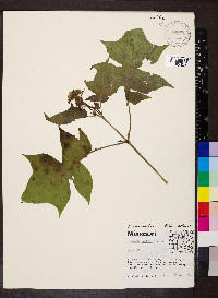 Polymnia canadensis image