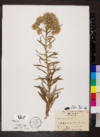 Pseudognaphalium helleri image
