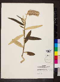Pterocaulon pycnostachyum image