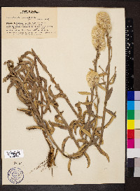 Pterocaulon virgatum image