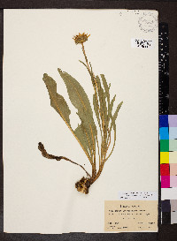 Pyrrocoma integrifolia image