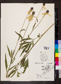 Ratibida pinnata image