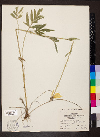 Ratibida pinnata image