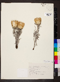 Rhaponticum coniferum image