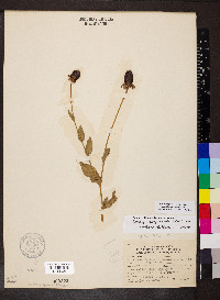 Rudbeckia amplexicaulis image