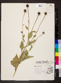Rudbeckia subtomentosa image
