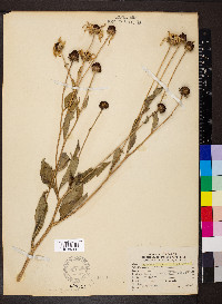 Rudbeckia subtomentosa image