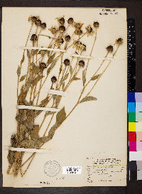 Rudbeckia subtomentosa image