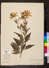 Rudbeckia subtomentosa image