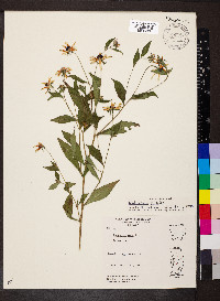 Rudbeckia triloba image