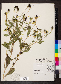Rudbeckia triloba image