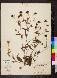 Rudbeckia triloba image