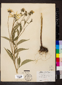 Rudbeckia subtomentosa image