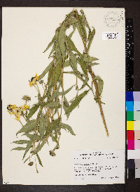 Rudbeckia subtomentosa image