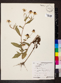 Rudbeckia triloba image