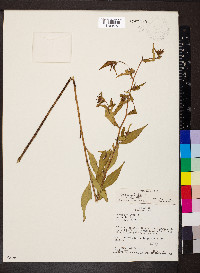 Rudbeckia triloba image