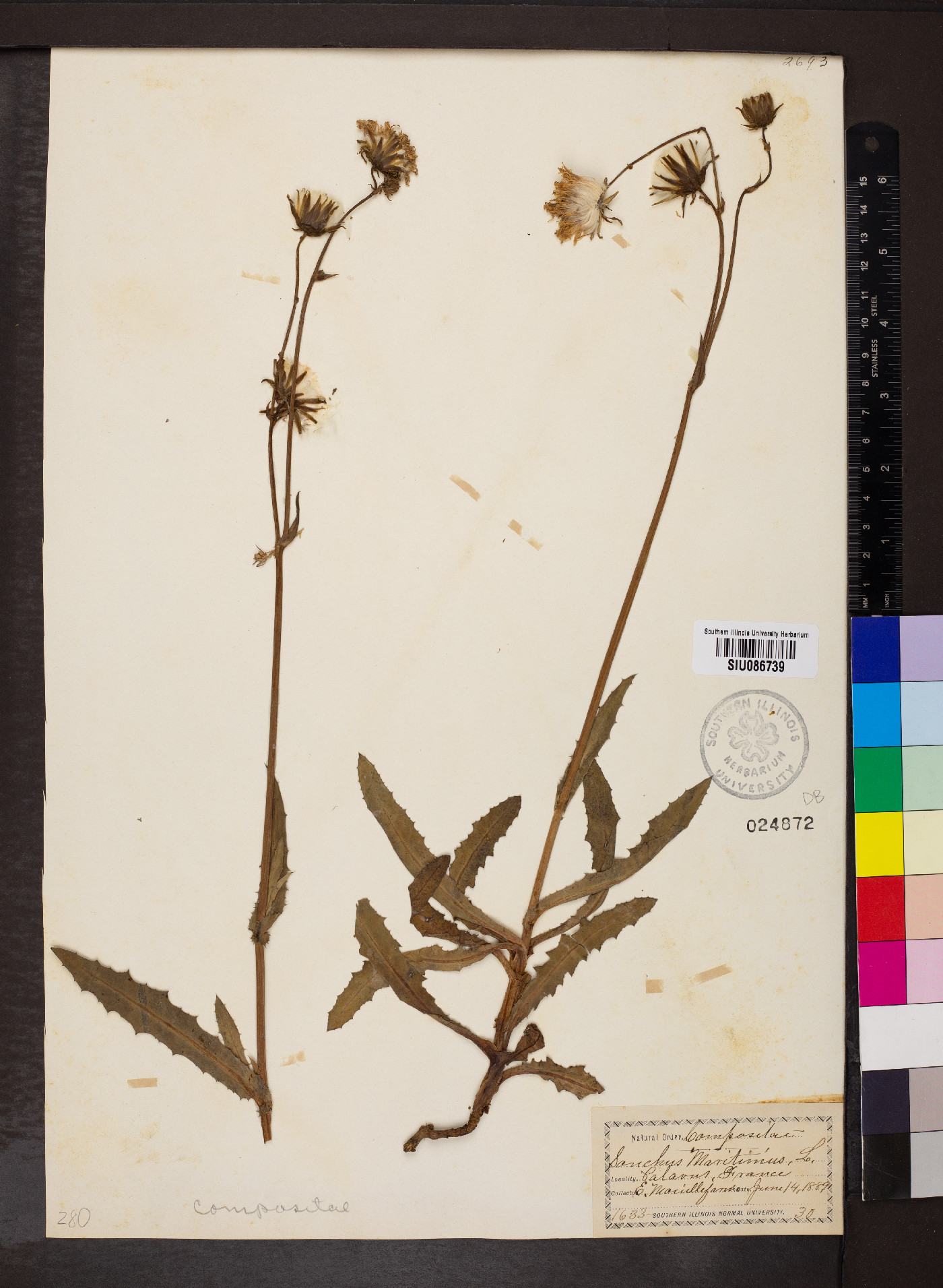 Sonchus maritimus image