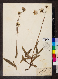 Sonchus maritimus image