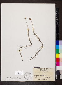 Sclerolepis uniflora image