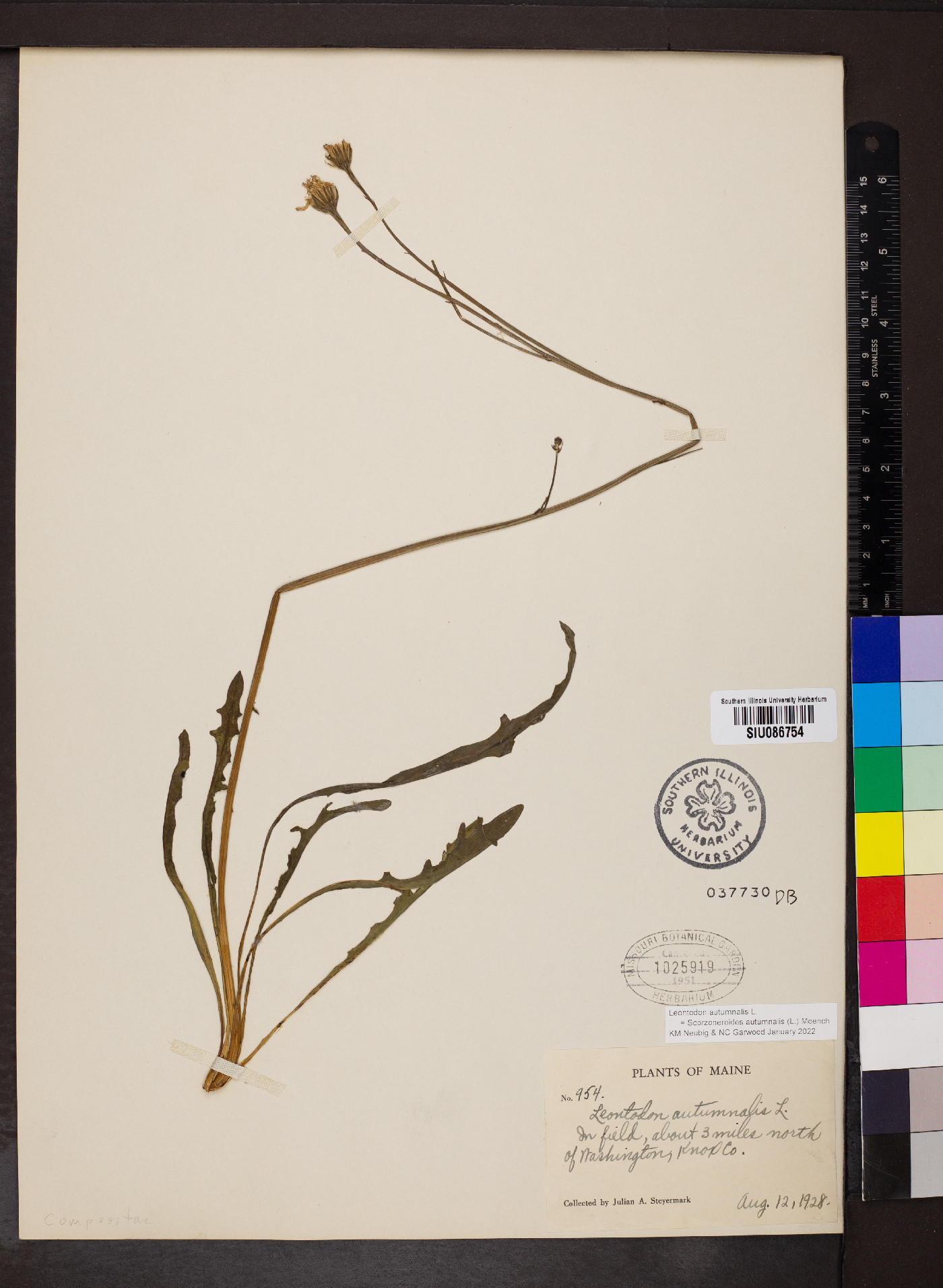 Scorzoneroides autumnalis image