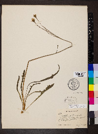 Scorzoneroides autumnalis image