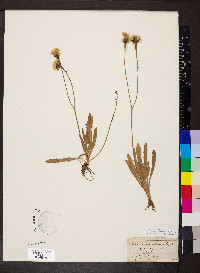 Scorzoneroides autumnalis image