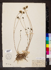 Scorzoneroides autumnalis image