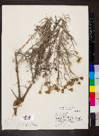 Senecio flaccidus var. monoensis image