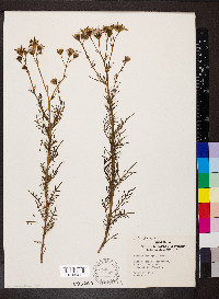 Senecio flaccidus var. monoensis image