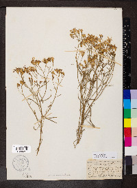 Senecio flaccidus image