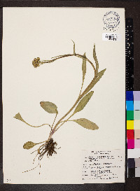 Senecio integerrimus image