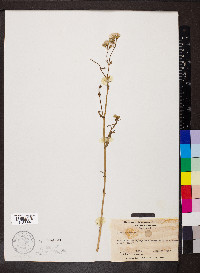 Senecio vulgaris image