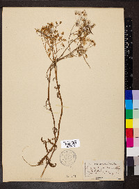 Senecio sylvaticus image