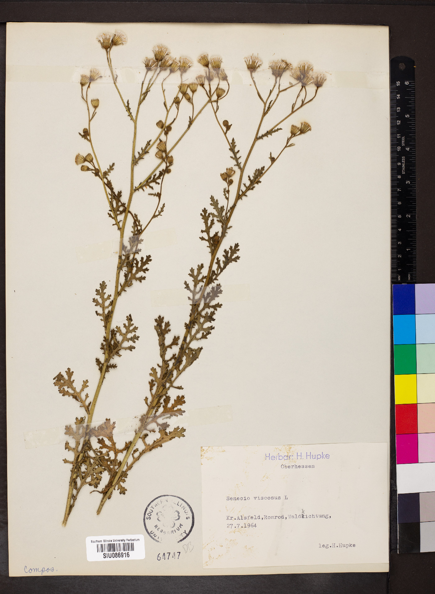 Senecio viscosus image